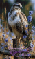Preview: Hawk-by-Ray-Spark-60x100cm155_RealPreview